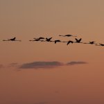 Tramonto di fenicotteri